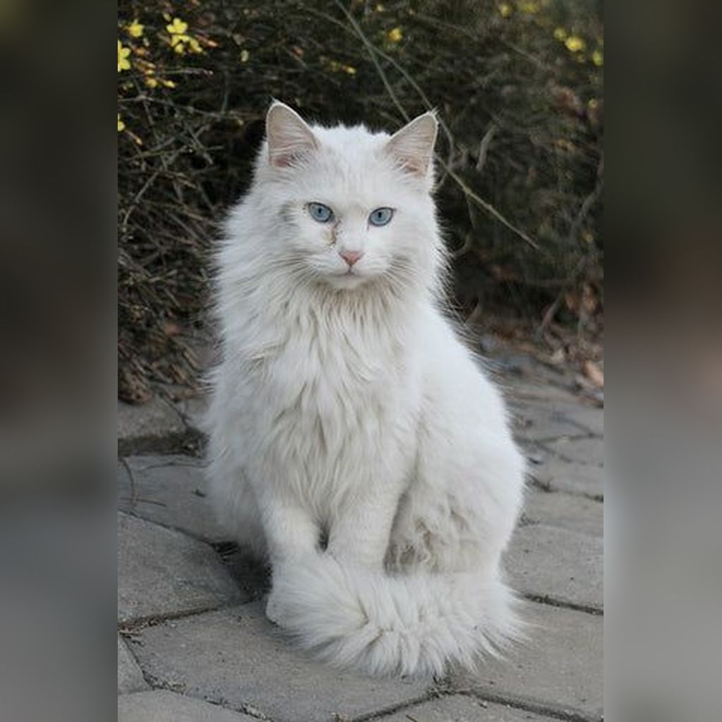 Cepillado y baño de gatos de pelo largo