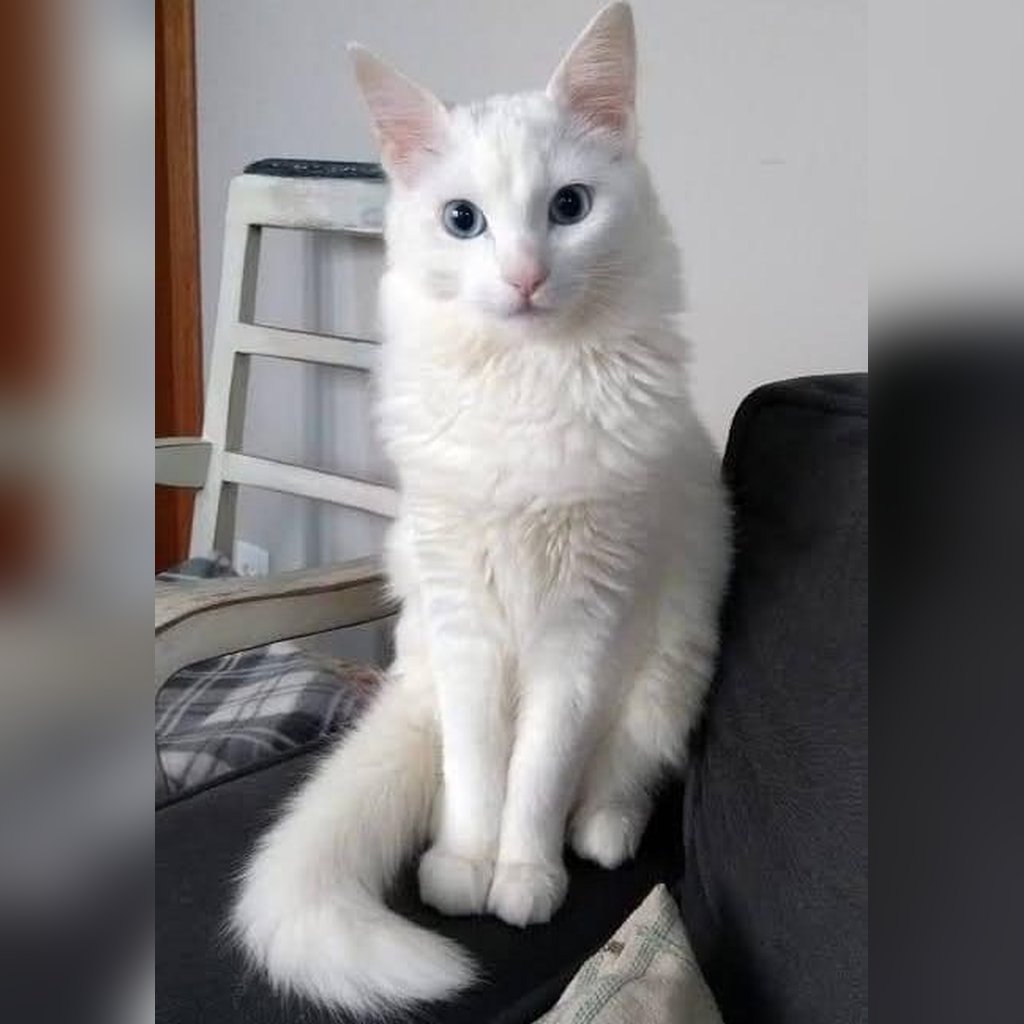 Precio del Angora Turco en Colombia 2026
