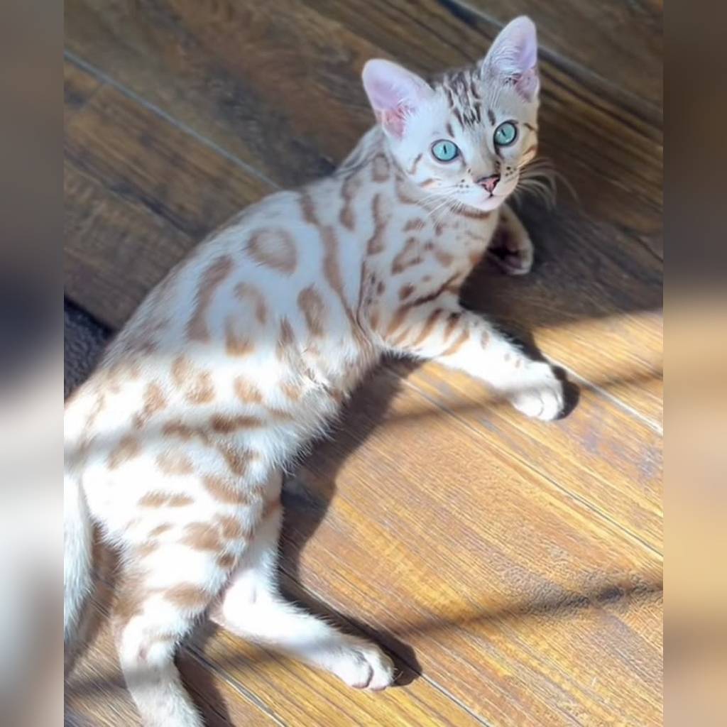 Bengalí cachorro ojos turquesa