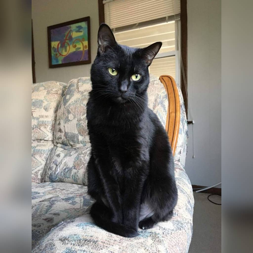 Precio del gato Bombay en Colombia 2026