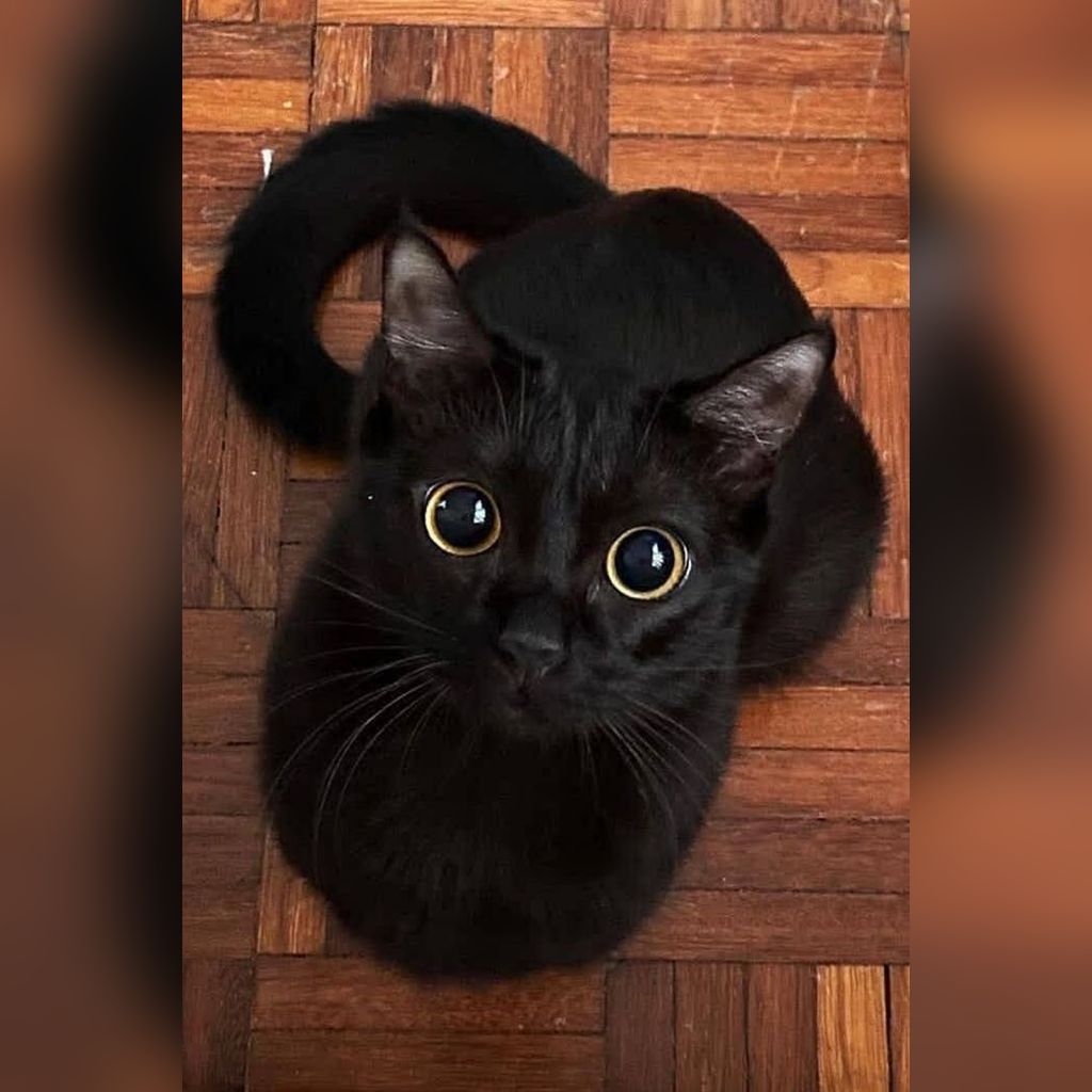10 signos de alerta en la salud de tu gato