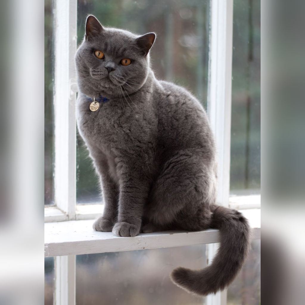 Los primeros 7 días de tu nuevo gatito en casa