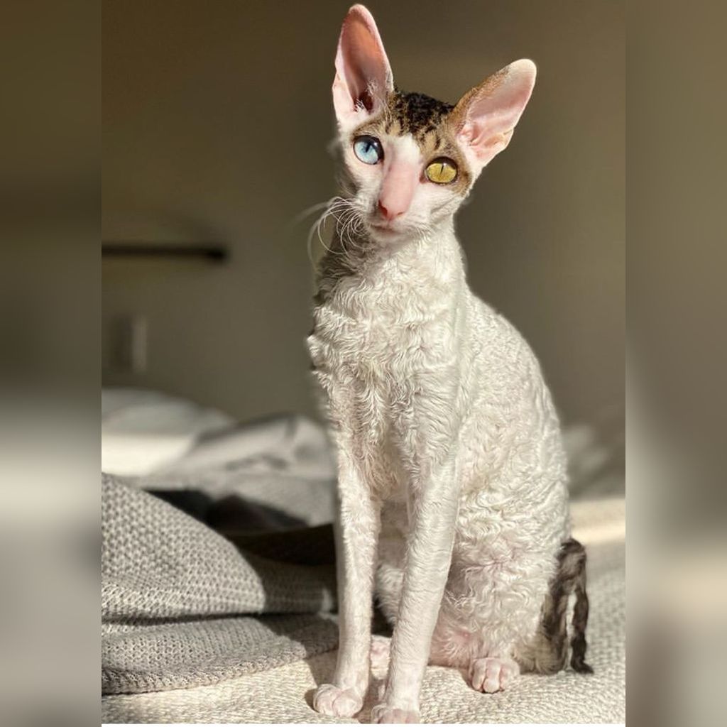 Precio del gato Devon Rex en Colombia 2026