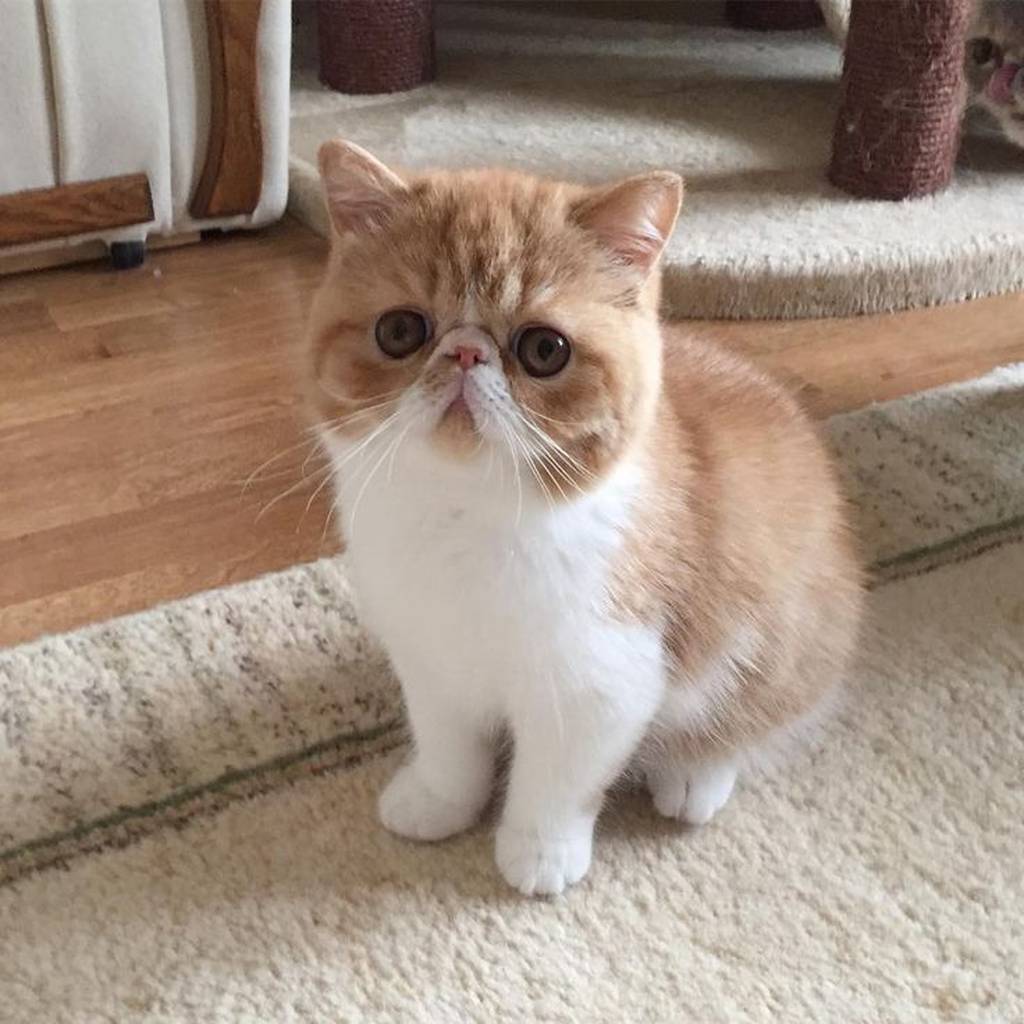 Precio del Exotic Shorthair en Colombia