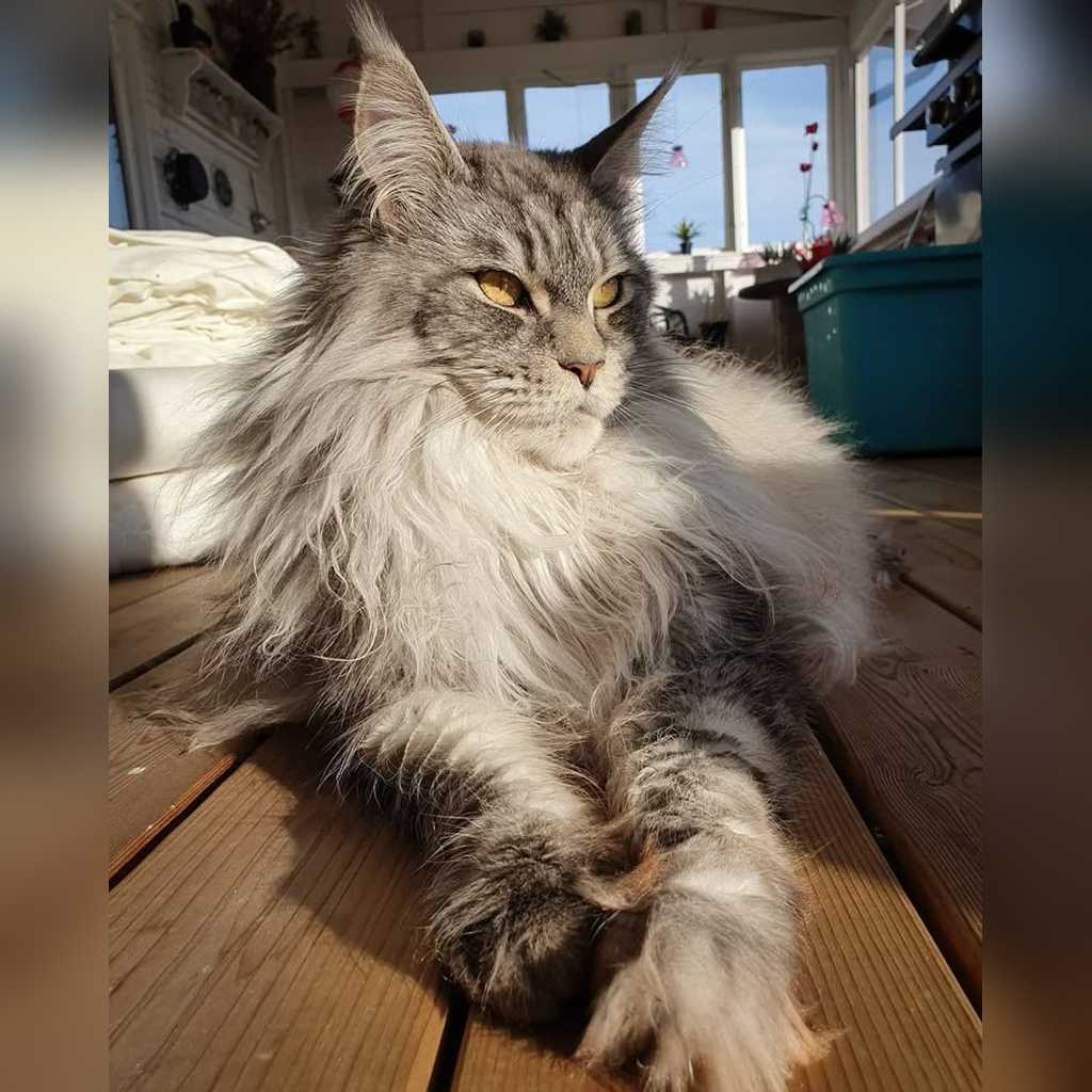 Cómo viajar internacionalmente con tu gato