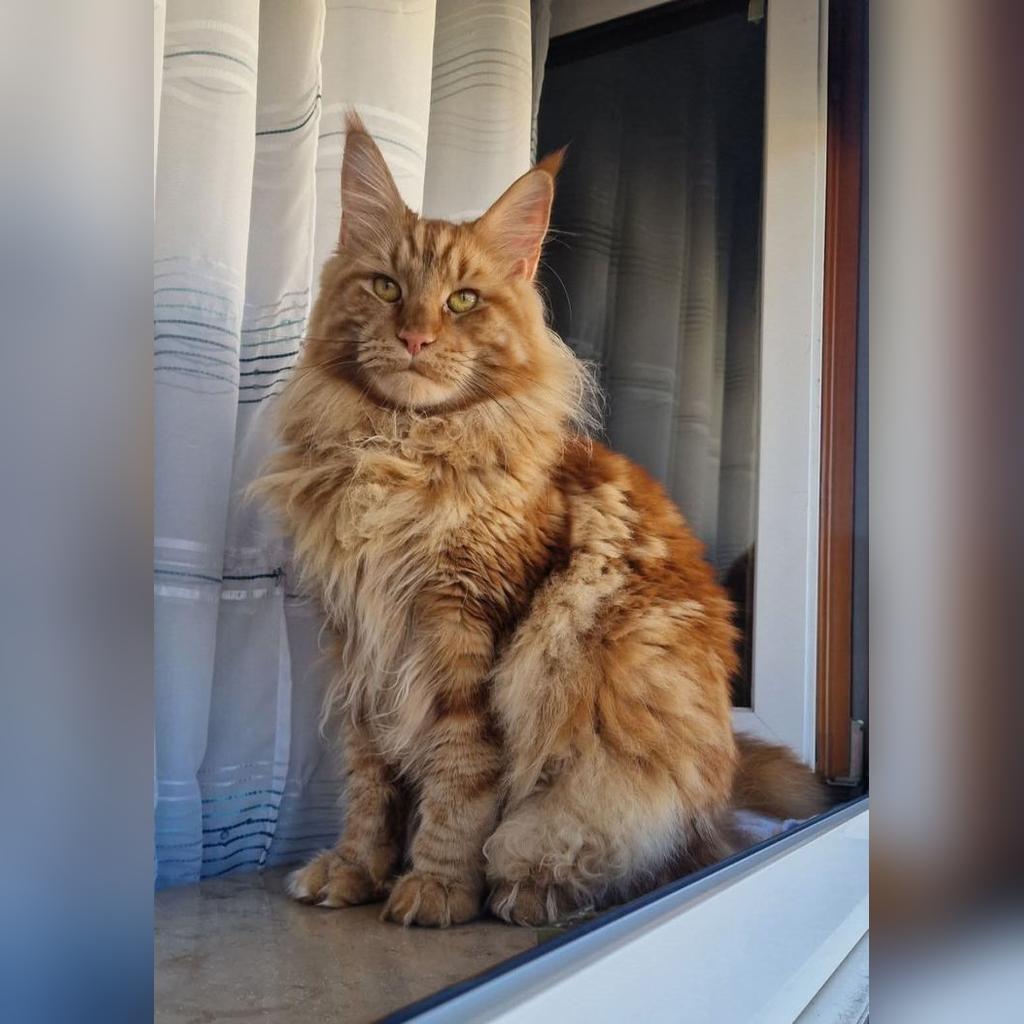 Precio del gato Maine Coon en Colombia 2026