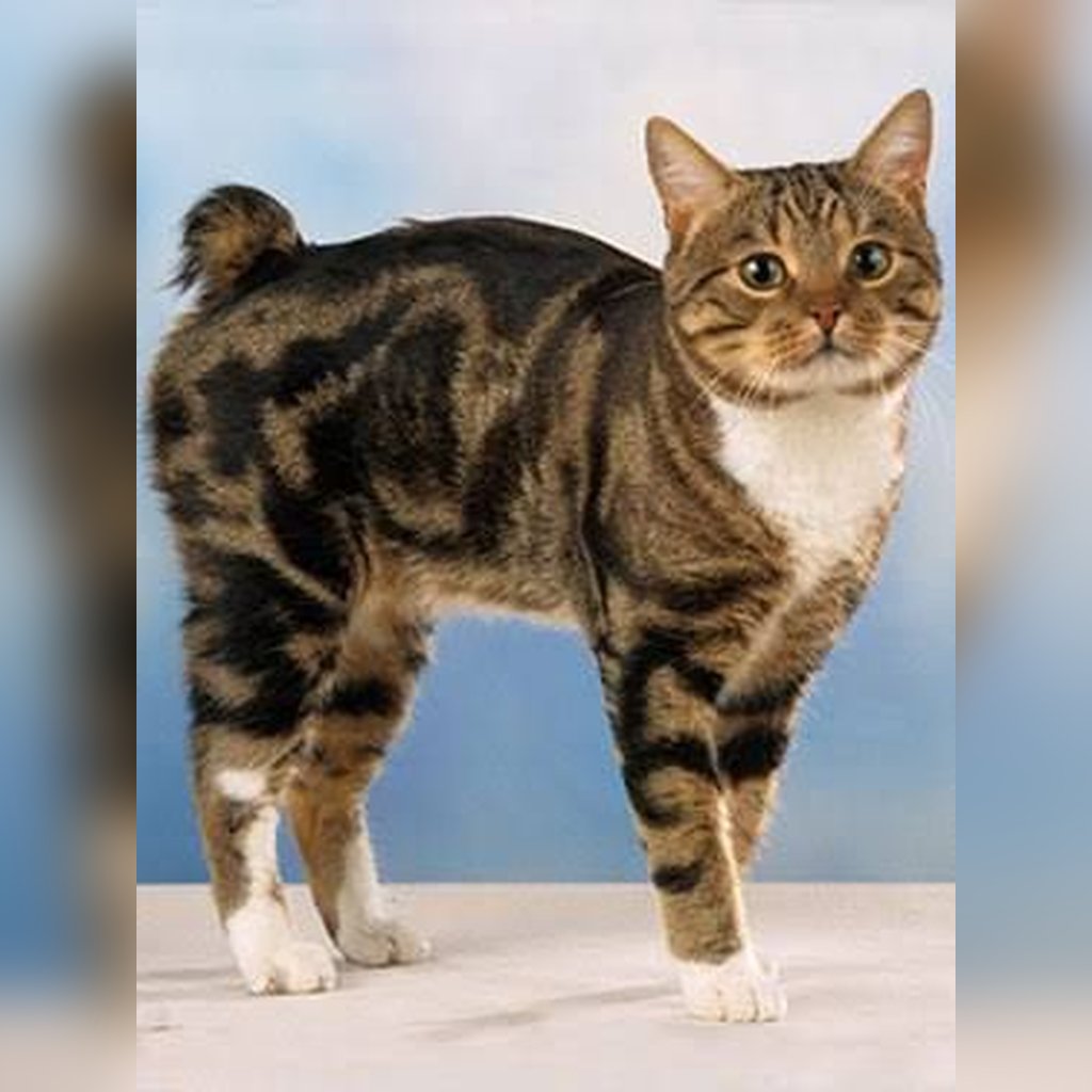 Precio del gato Manx en Colombia 2026