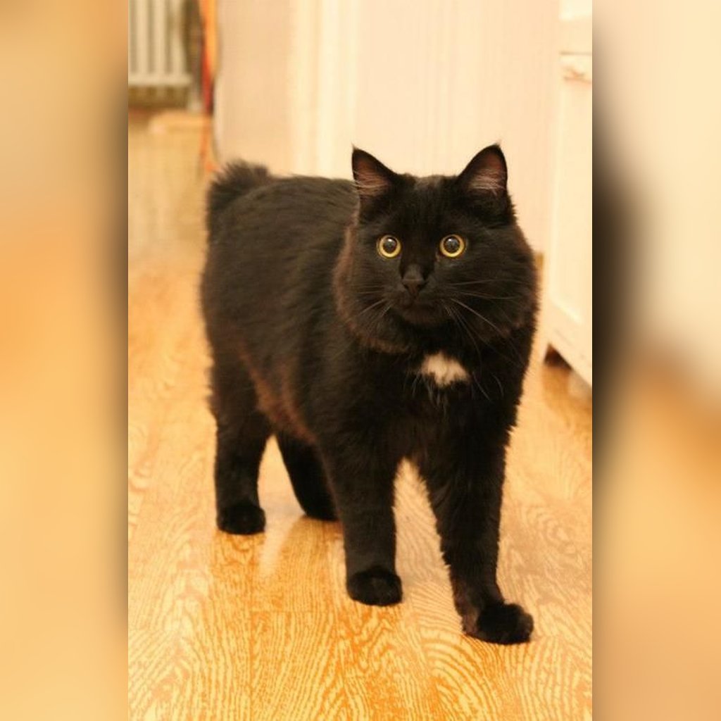 Manx negro sin cola