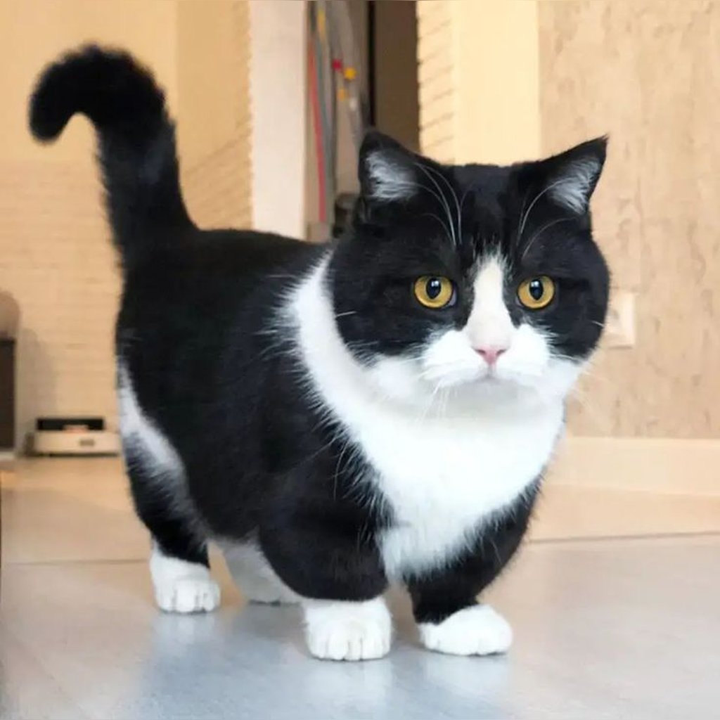 Munchkin blanco y negro