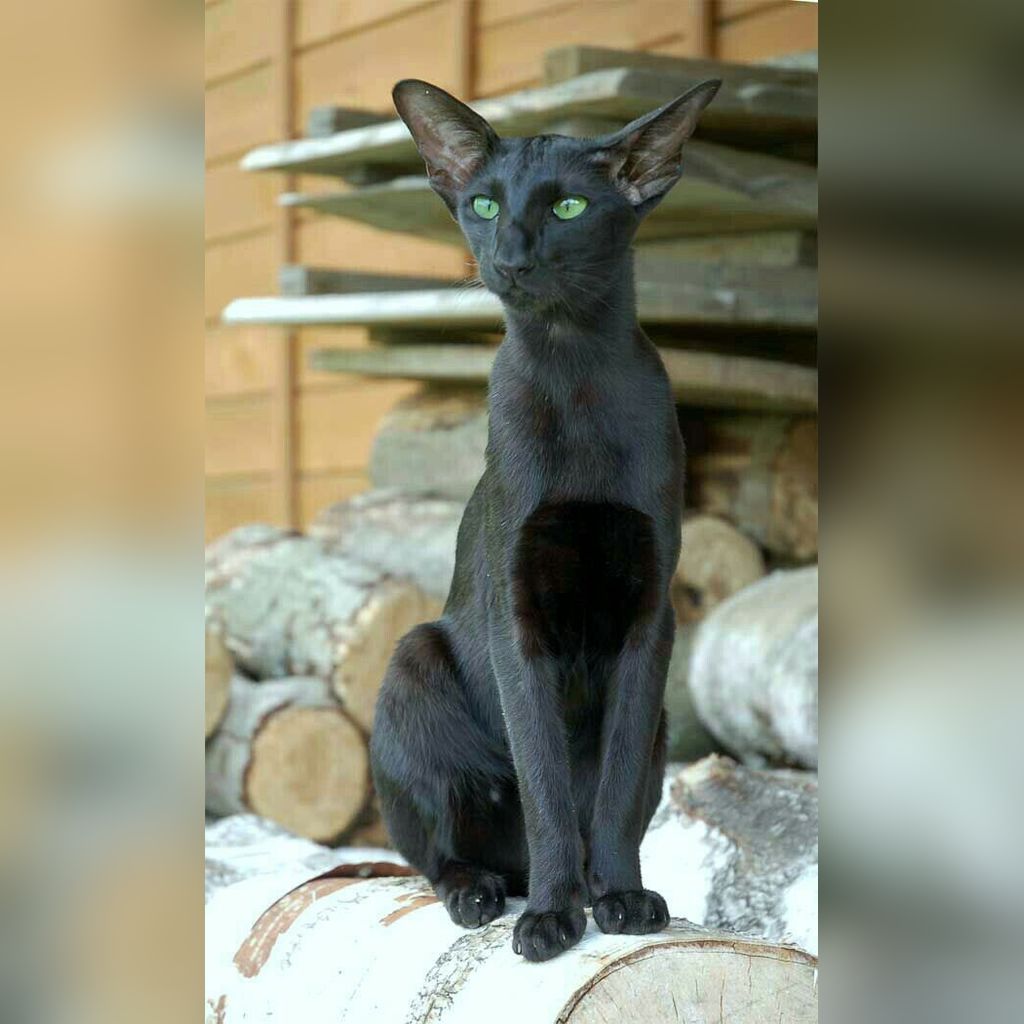 Precio del gato Oriental de Pelo Corto en Colombia