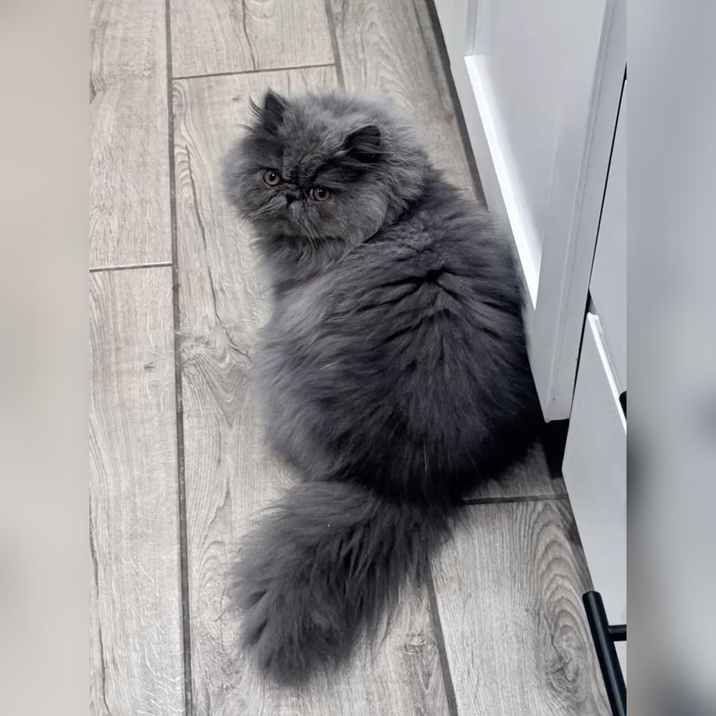Esquema completo de vacunación para gatos