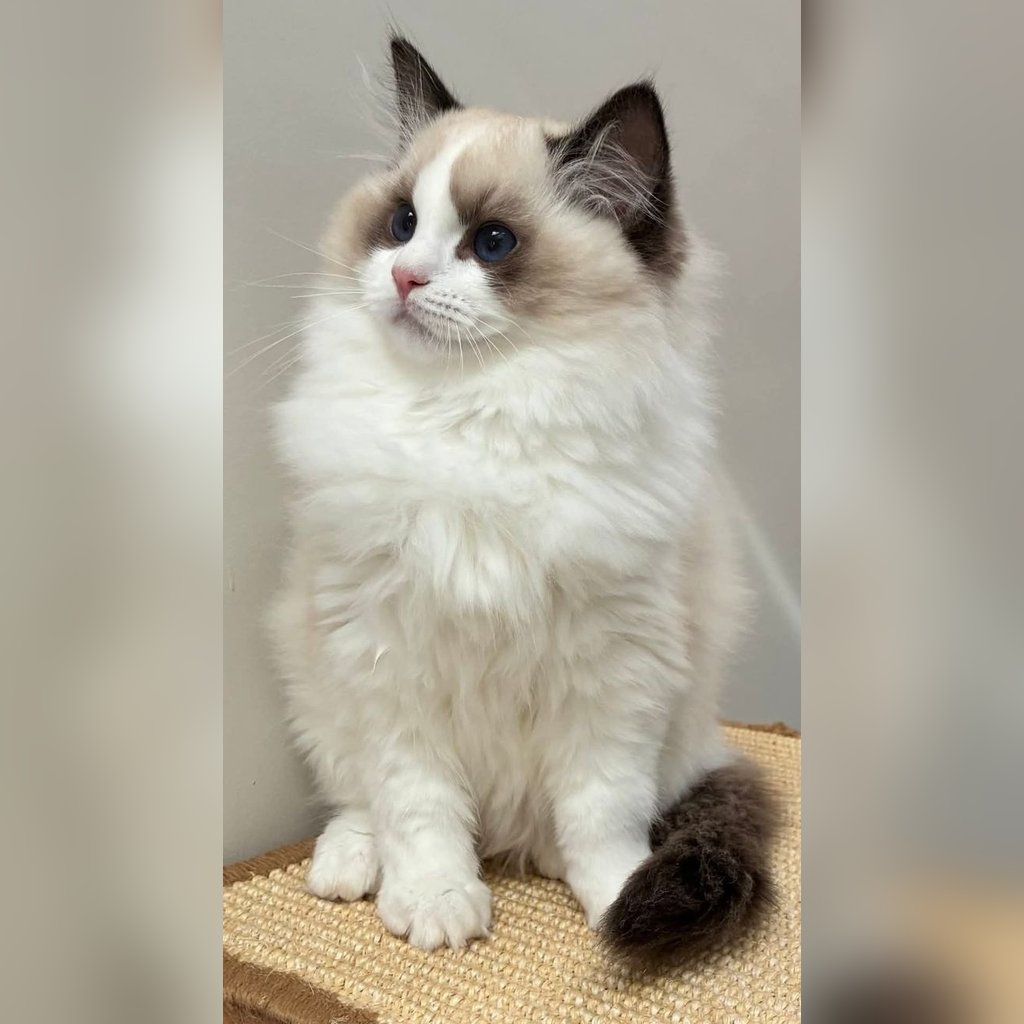 Ragdoll con máscara facial