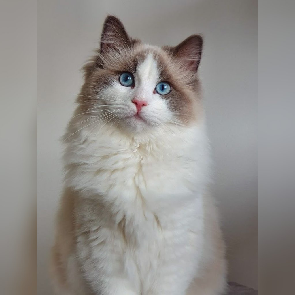 Alimentación ideal para un gato de raza