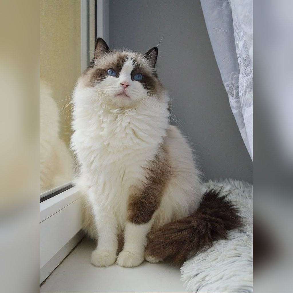 Ragdoll sentado en ventana