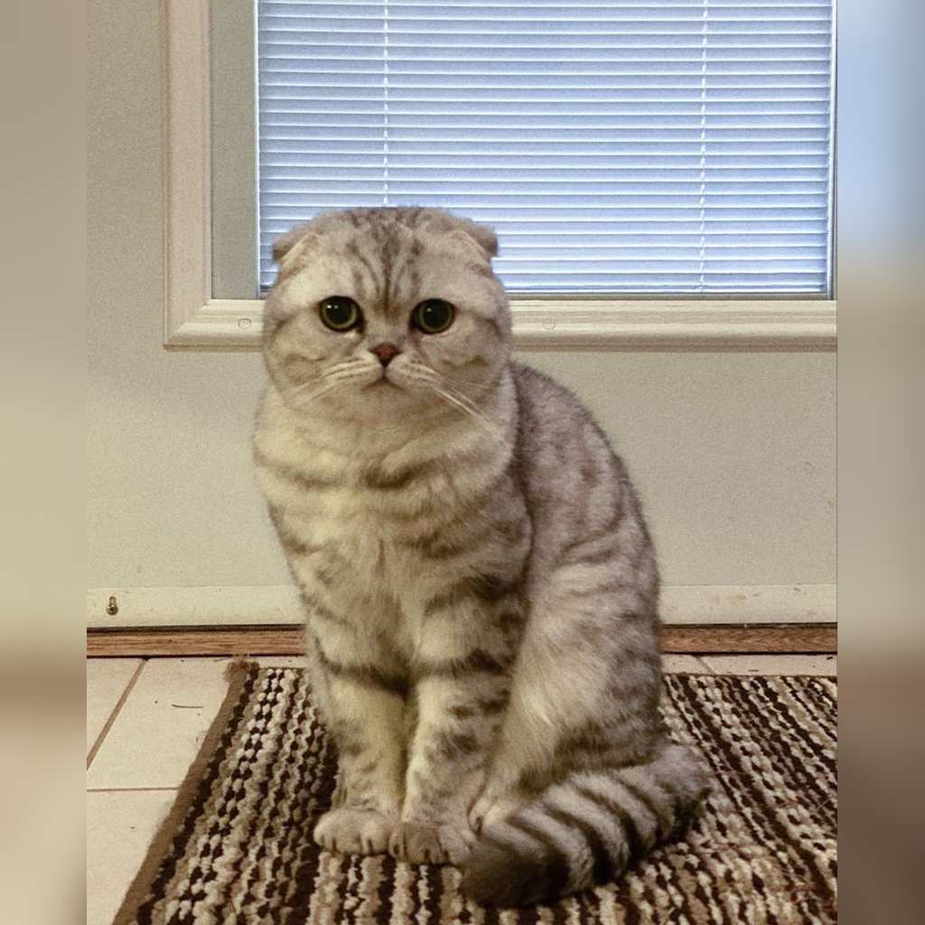 Scottish Fold atigrado