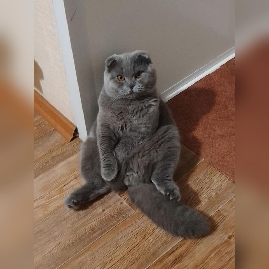 Precio del gato Scottish Fold en Colombia 2026