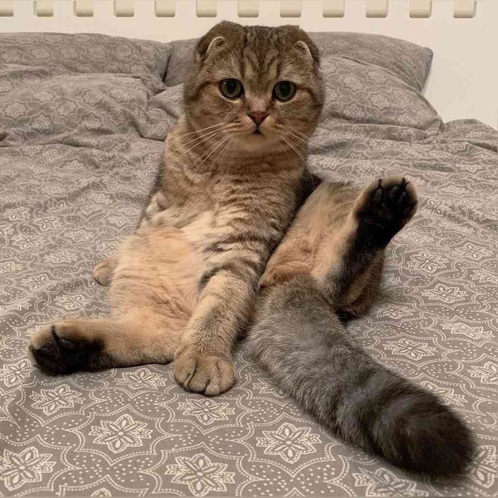 Esterilización en gatos: ¿cuándo y por qué?