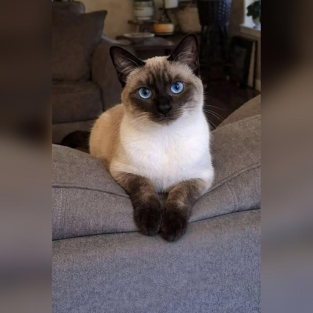 Socialización de gatitos: por qué es crítica antes de los 3 meses