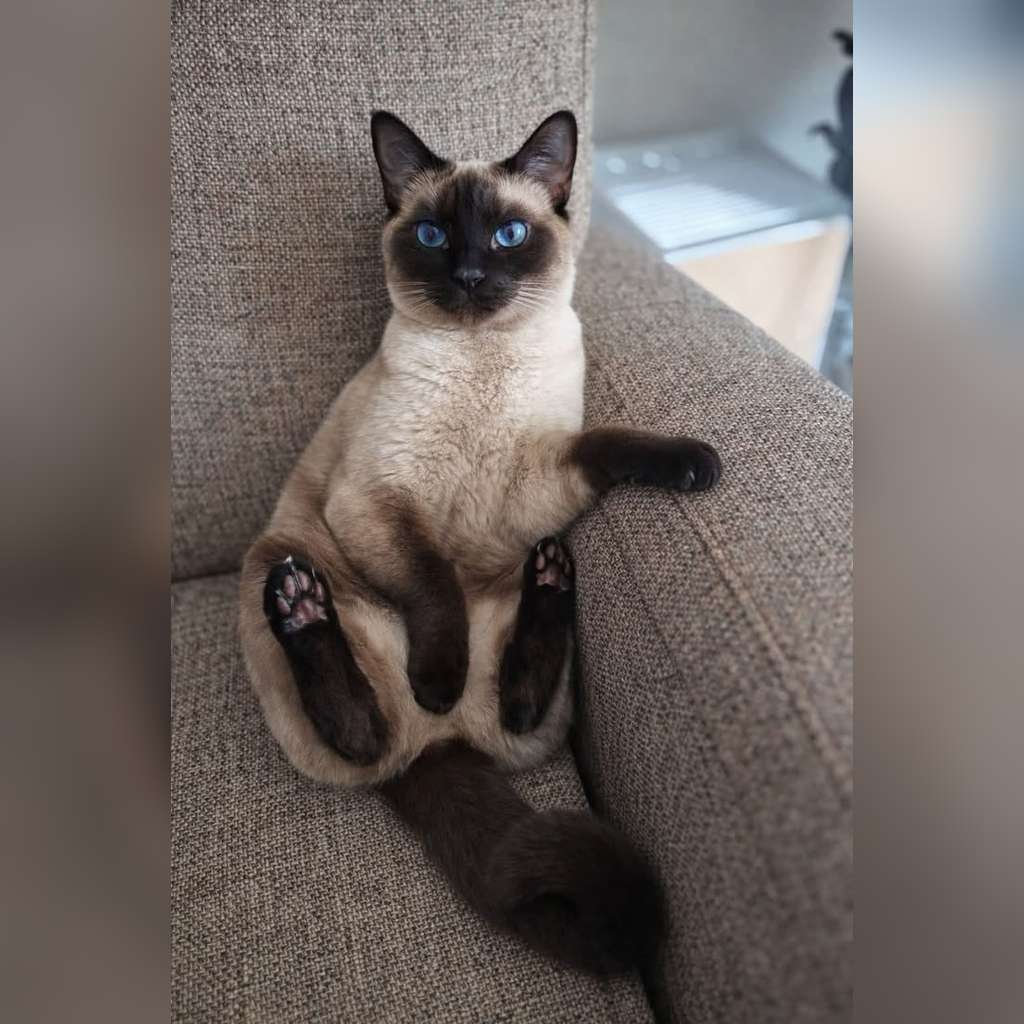 Precio del gato Siamés en Colombia 2026