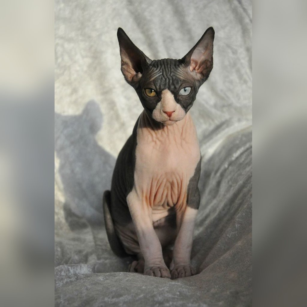 Precio del gato Sphynx en Colombia 2026