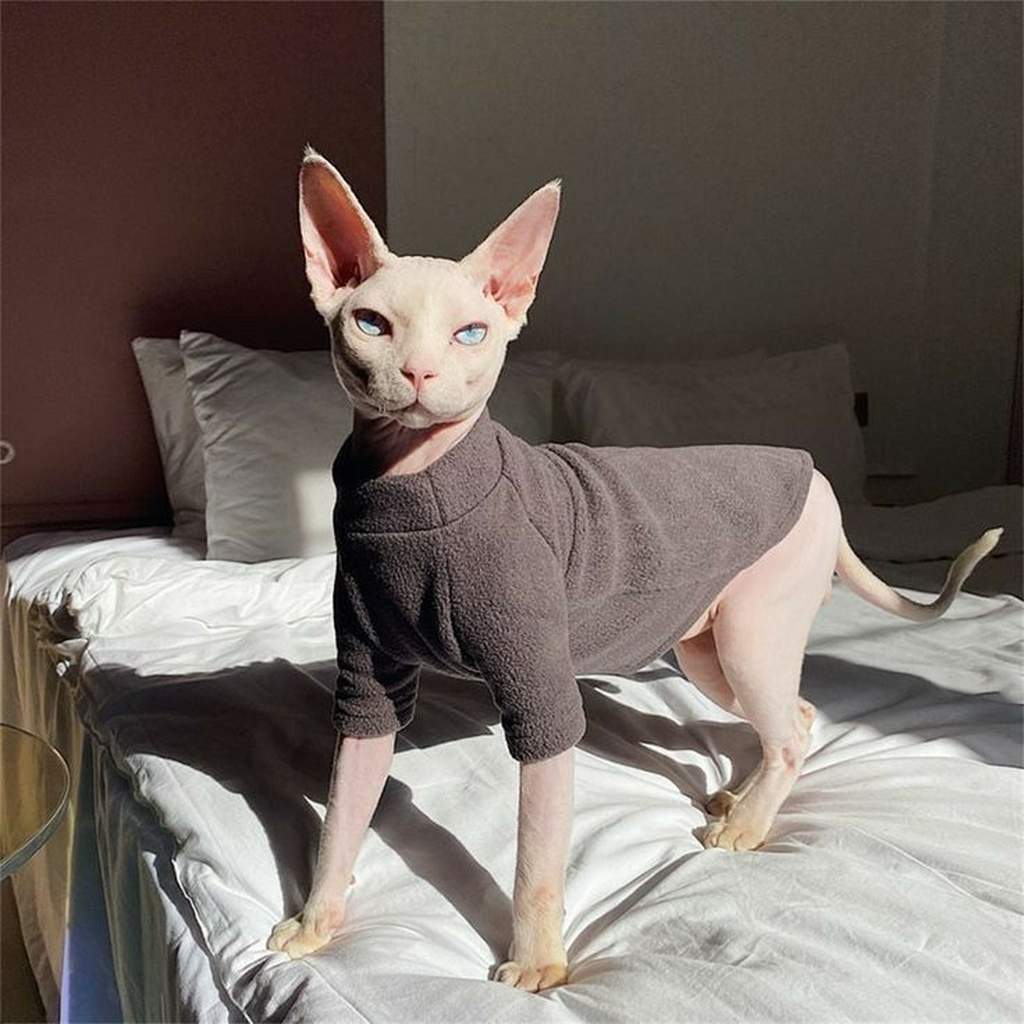 Sphynx con suéter gris en cama