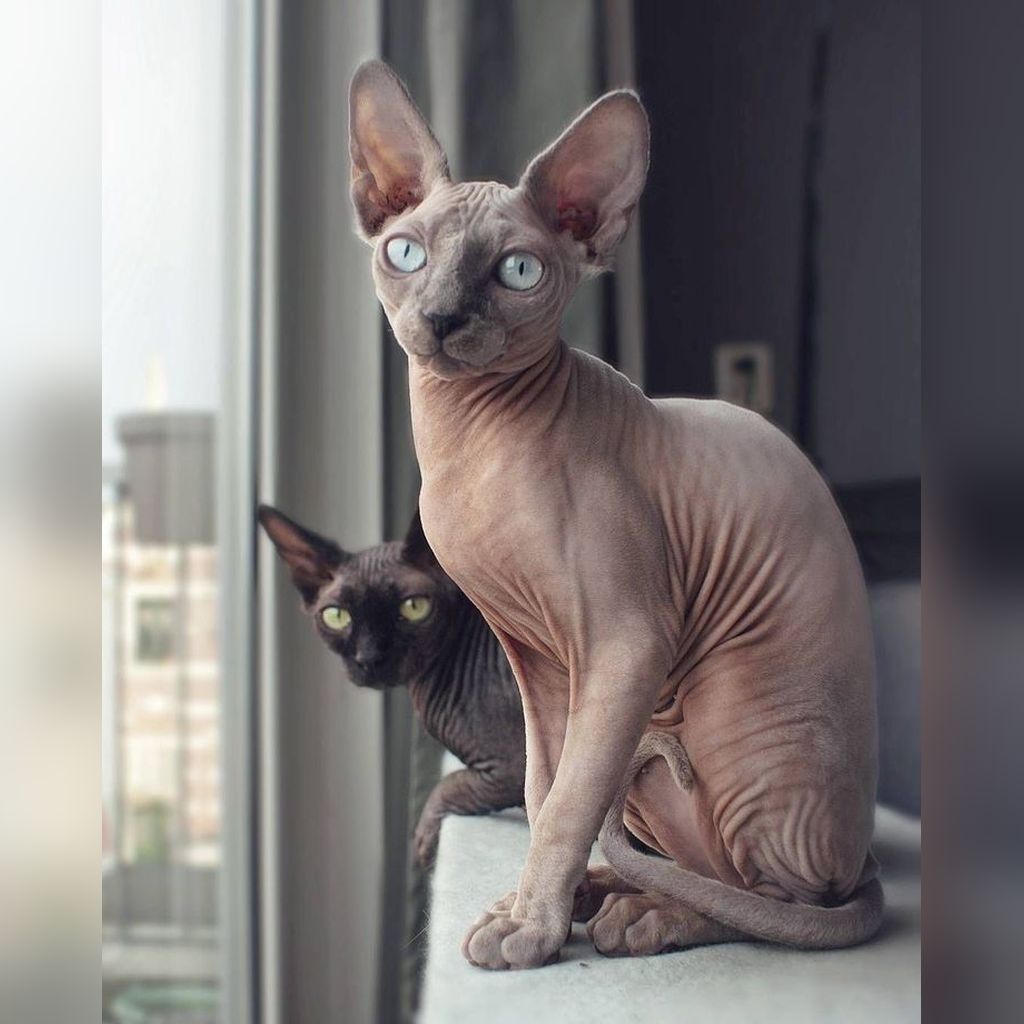 Sphynx pareja en ventana